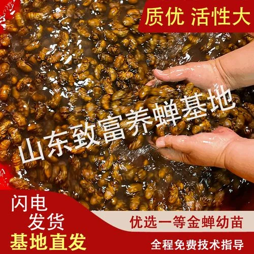 金蝉种子从什么地方买_2