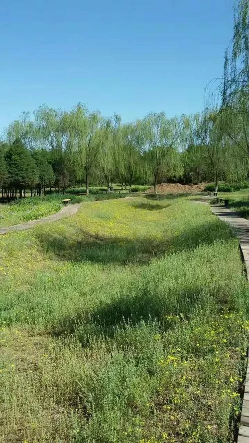 北京野草艺考-北京野草艺考关键词