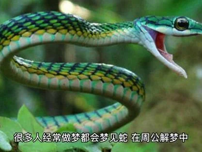 梦见蛇在屋子里_1