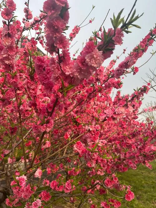 梦见开满粉红桃花树_1