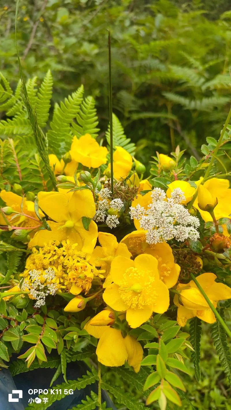 家花没有野花香是什么意思_1