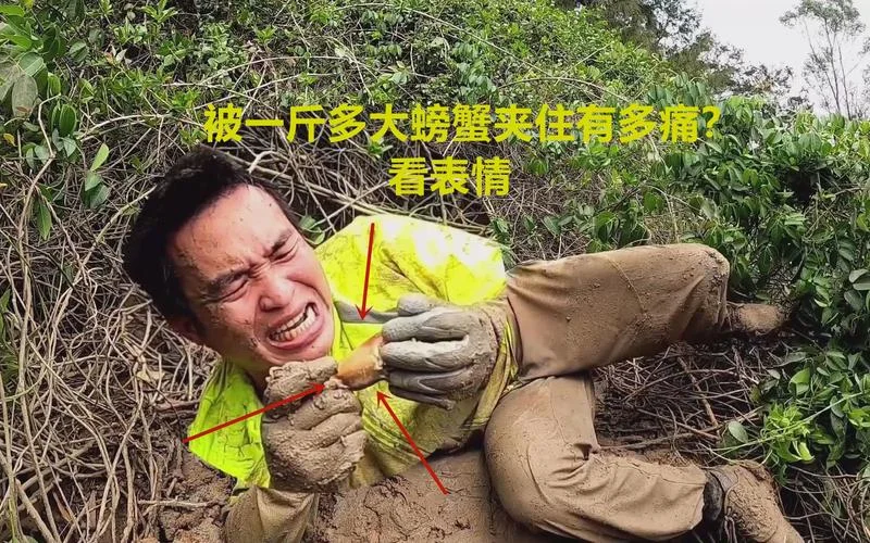 梦见被螃蟹夹手求解_1