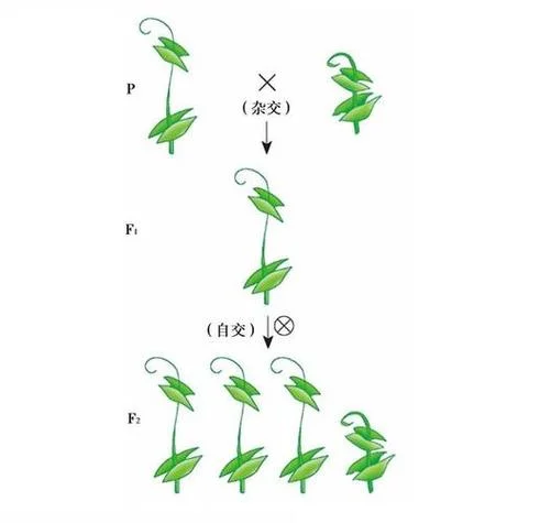 分离定理图解读_2