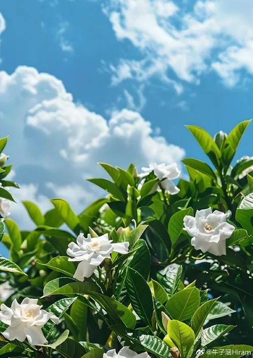淡雅生活_1