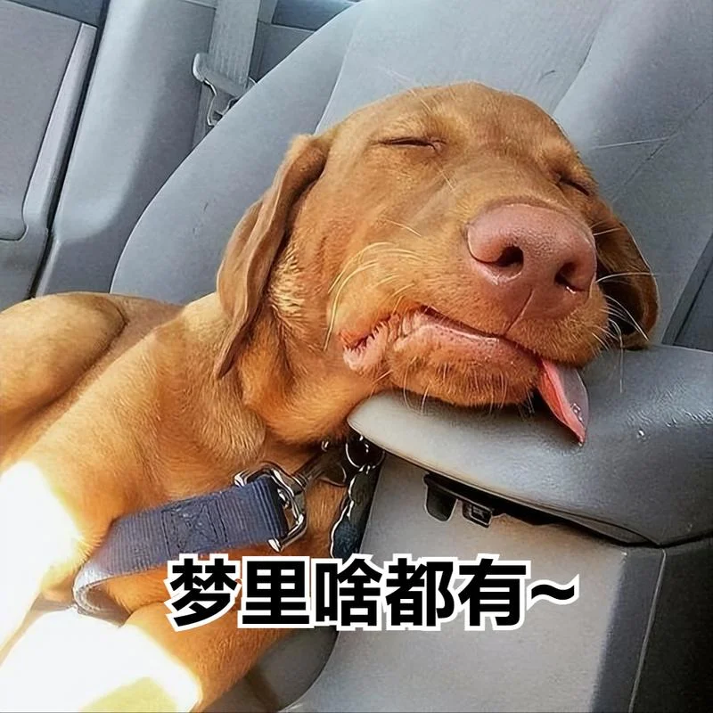 梦见好多狗好不好_1