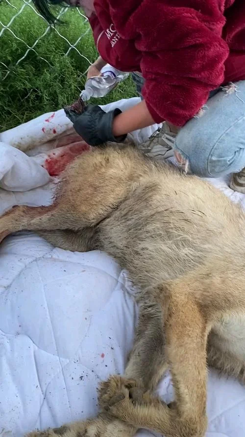 梦到被狼咬到手_1