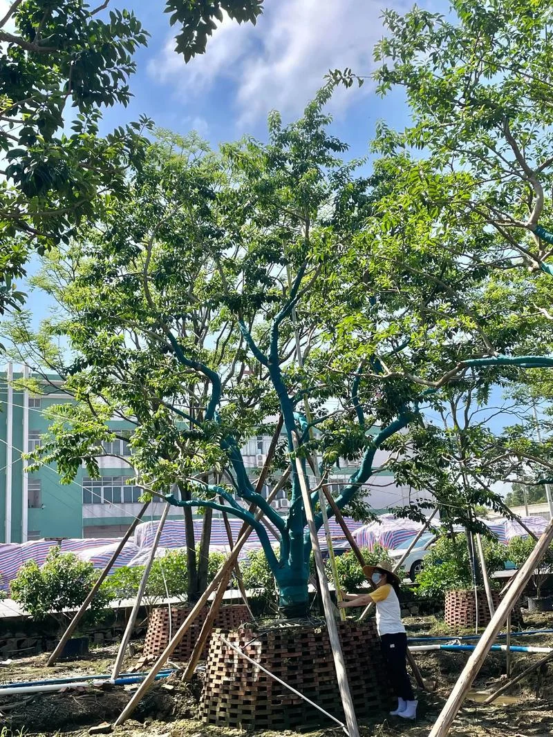 绿化冬青一平方多少棵-绿化冬青一平方种植多少棵