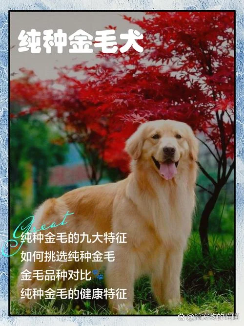 一只纯种金毛多少钱_1