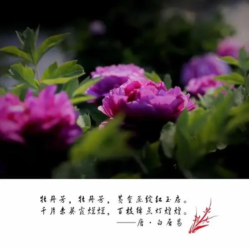 花落长安城下一句是啥_2