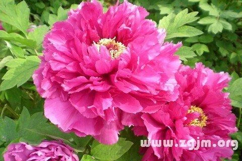 梦见花是什么预兆周公_2