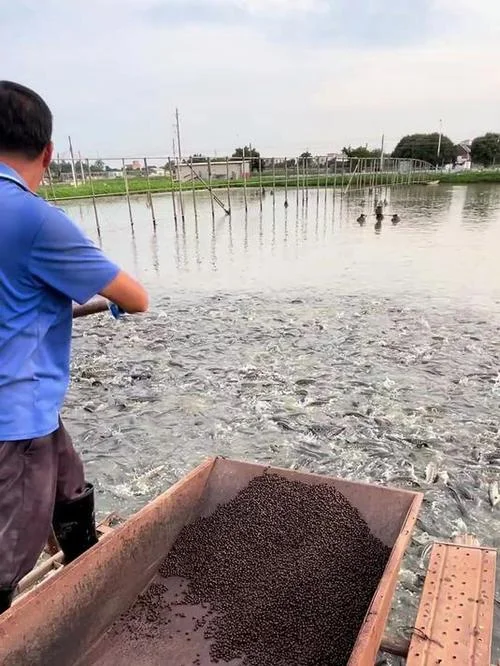 半亩鱼塘能养多少鱼_2