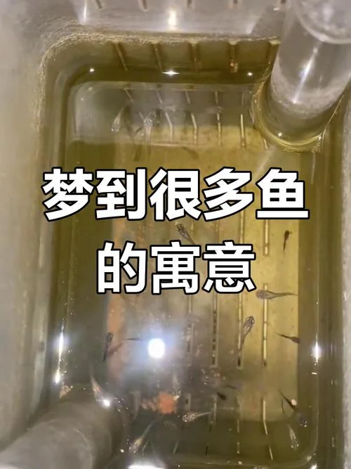 周公解梦梦到水和鱼_1