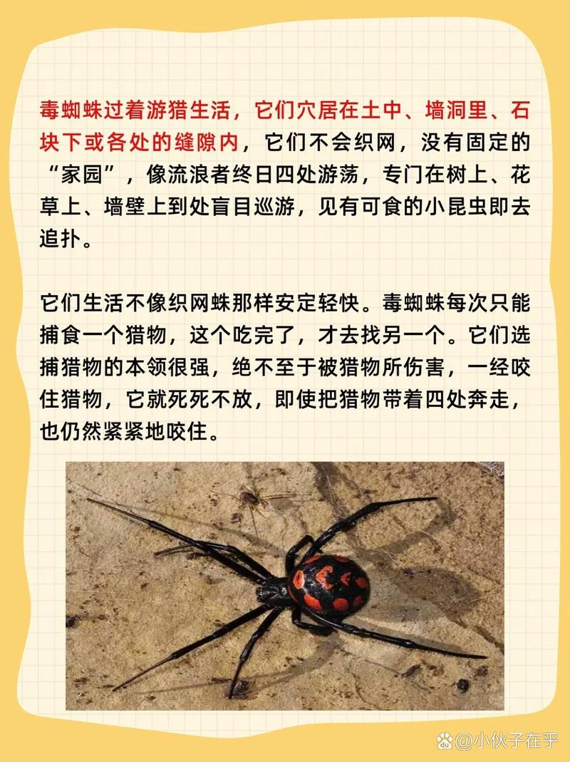 蜘蛛简介50字-蜘蛛简介