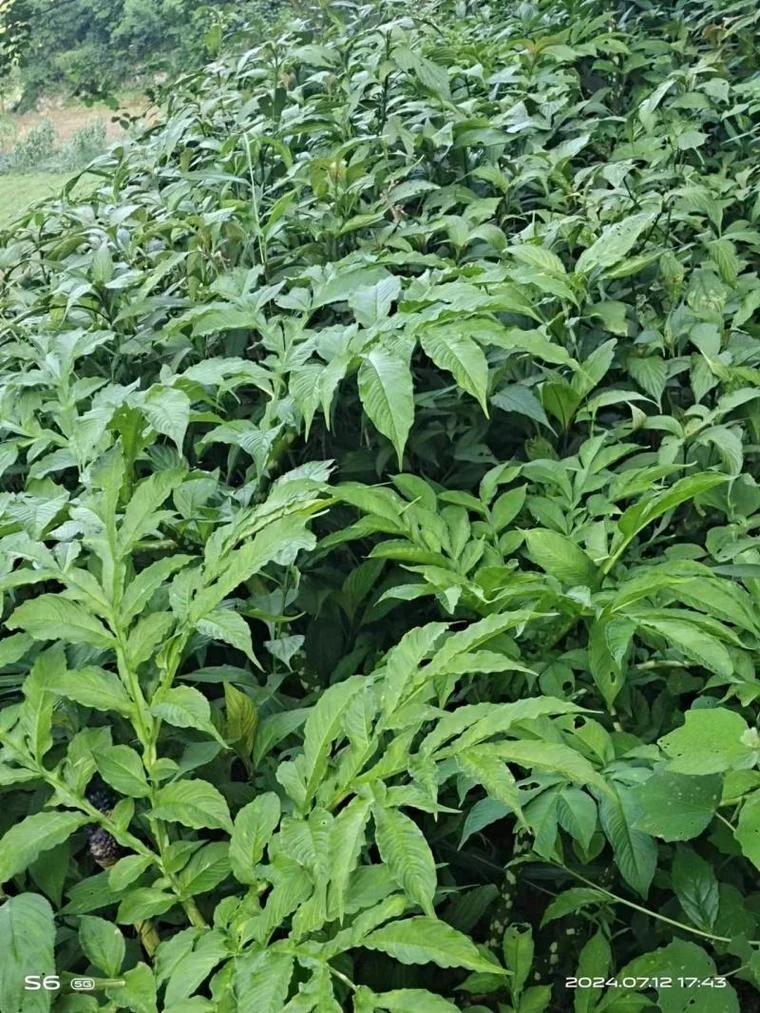 板蓝根几月种植最好_2