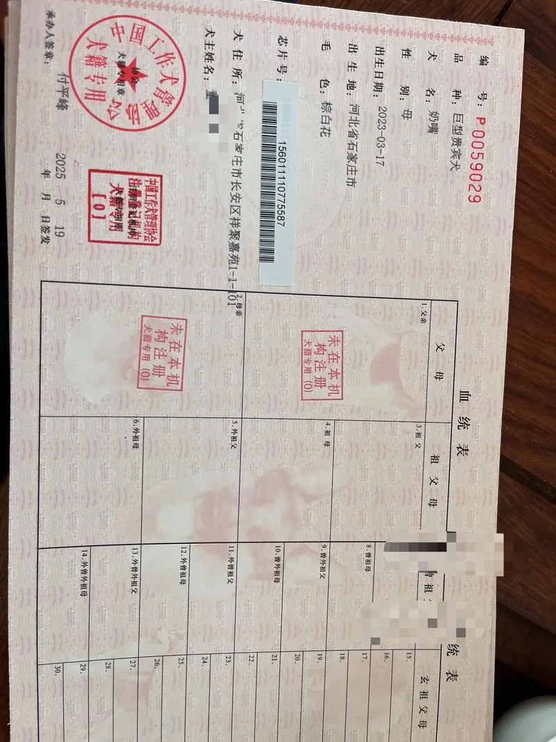 狗狗血统证书查询-查犬血统证书