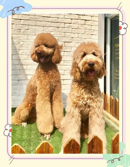 巨型贵宾犬多少钱_2