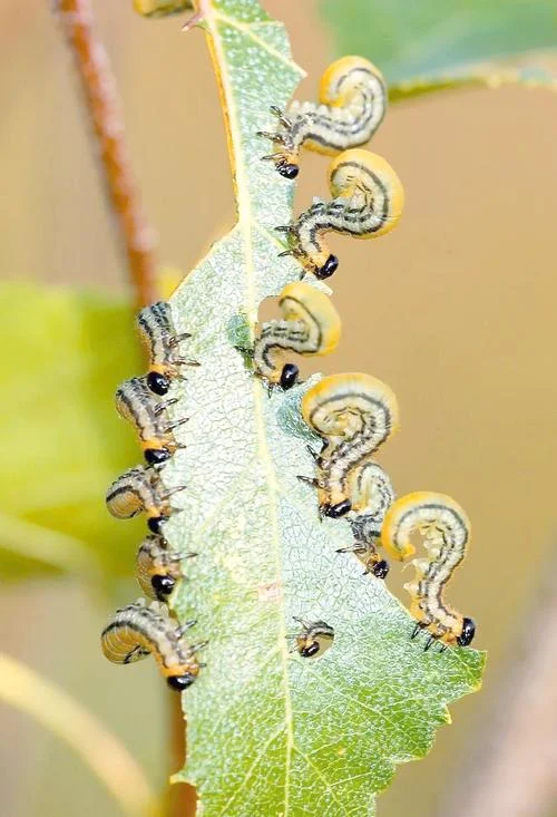 梦到好多的毛毛虫_1