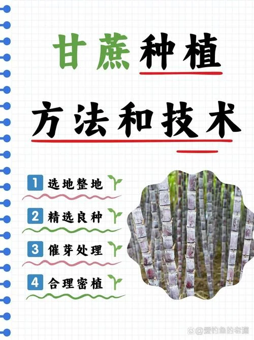 甘蔗几月份种植-甘蔗种植最佳时间