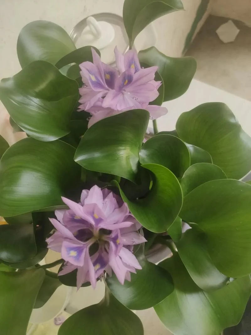 梦见假花跟真的一样_1