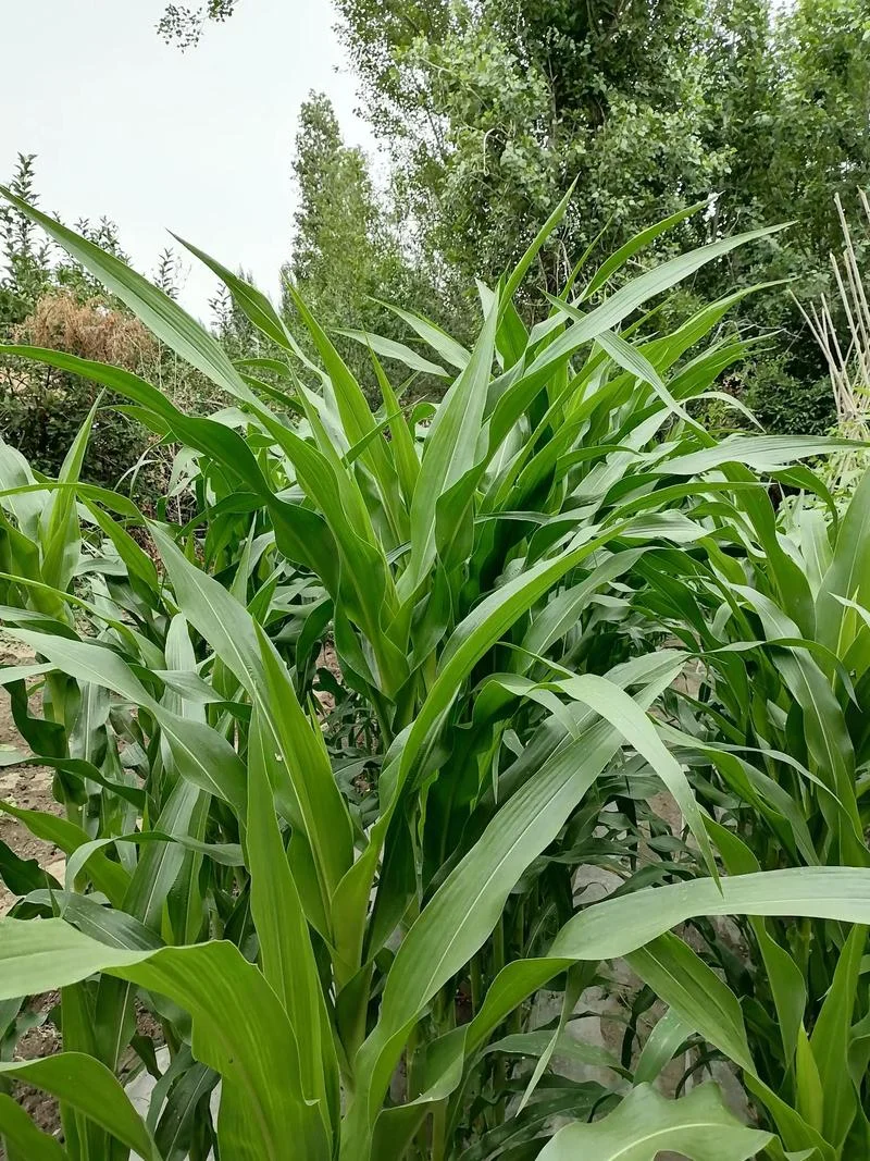 梦见自己种玉米_1