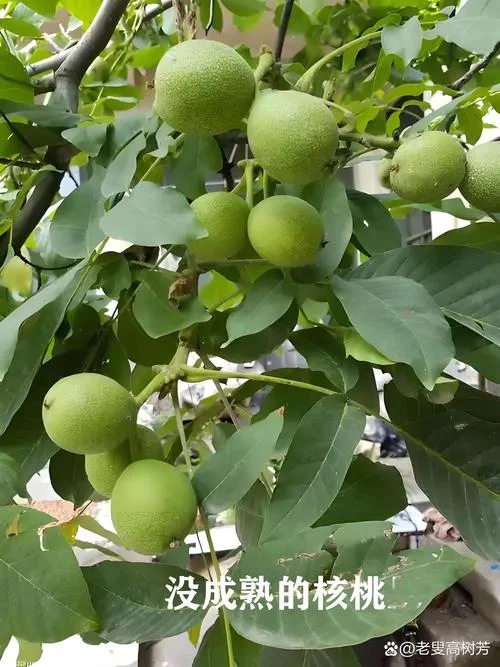 梦见长在树上的青核桃_2