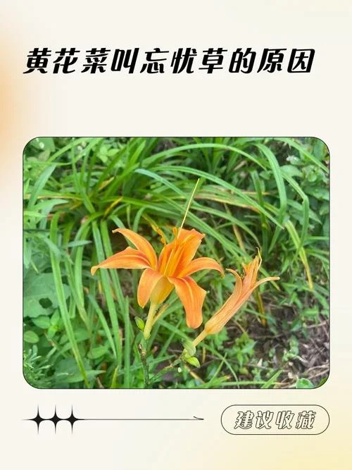 黄花菜凉了下一句_1