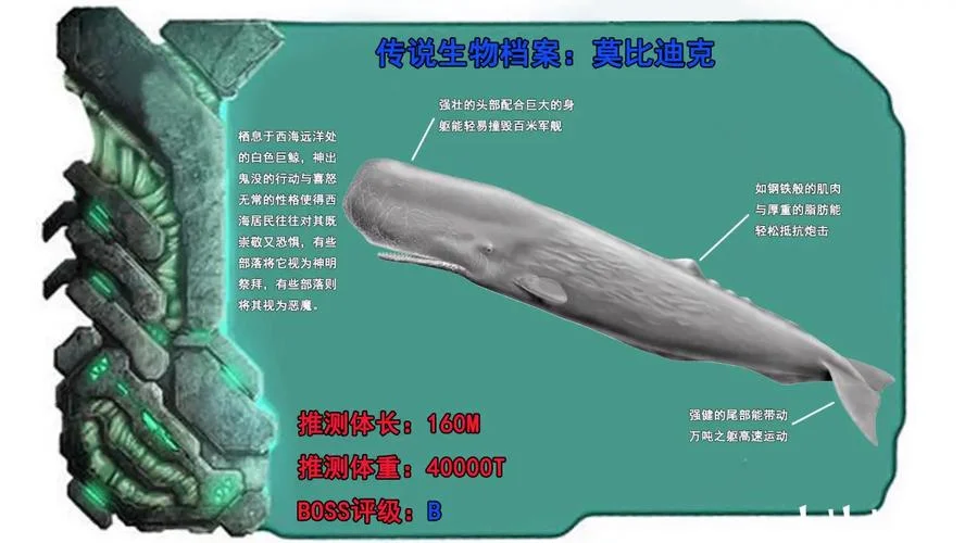 白鲸的资料简介-白鲸资料简介