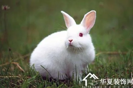 梦见兔子进家周公解梦_1