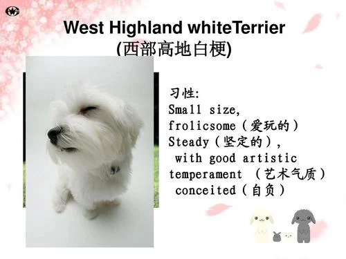狗的英文介绍简短-简短英文介绍狗