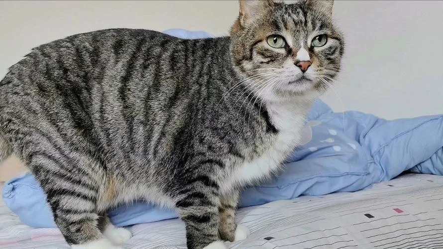 梦见家里很多小猫-梦家中群猫