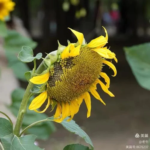 梦见向日葵成熟-梦见成熟向日葵
