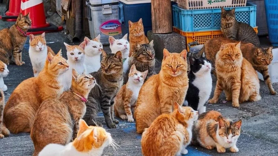 梦见一群猫是什么预兆 女性_1