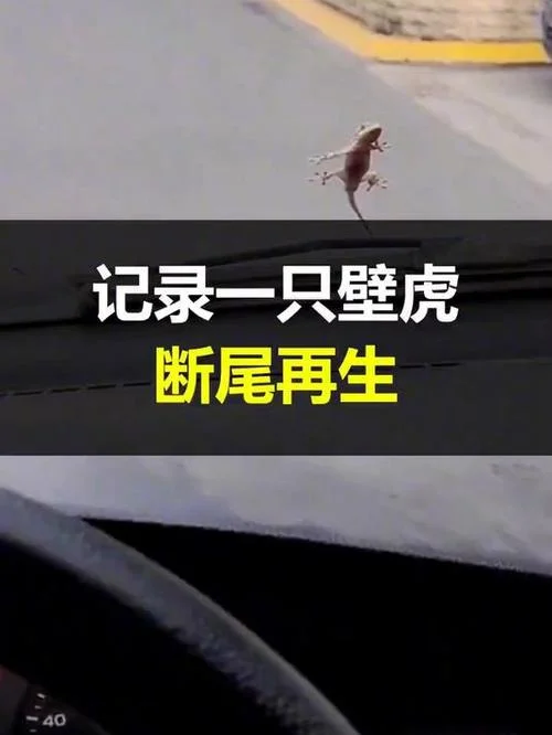 梦到壁虎尾巴断了_1