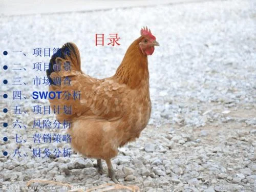 土鸡养殖项目计划书_2