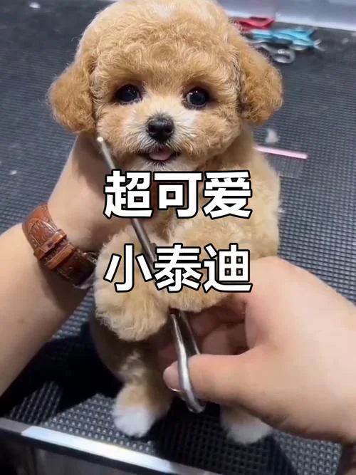 茶杯体泰迪多少钱_1