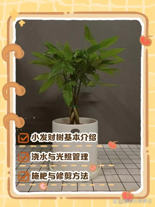 小发财树介绍-发财树小盆栽
