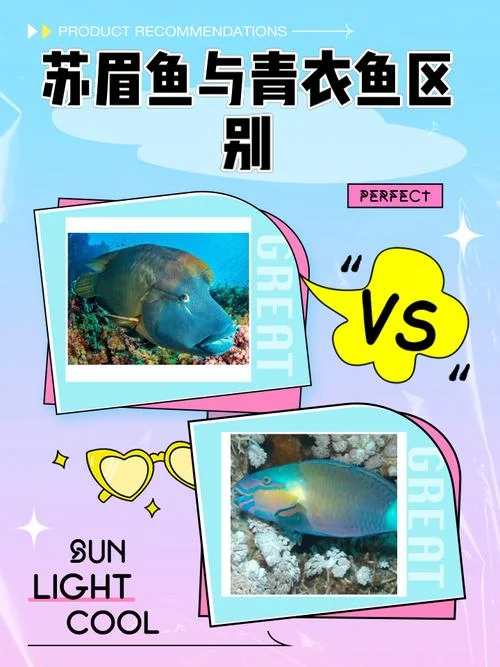 青衣鱼多少钱一斤_2