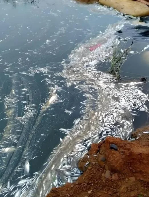 梦见好多死鱼还蛮大_2
