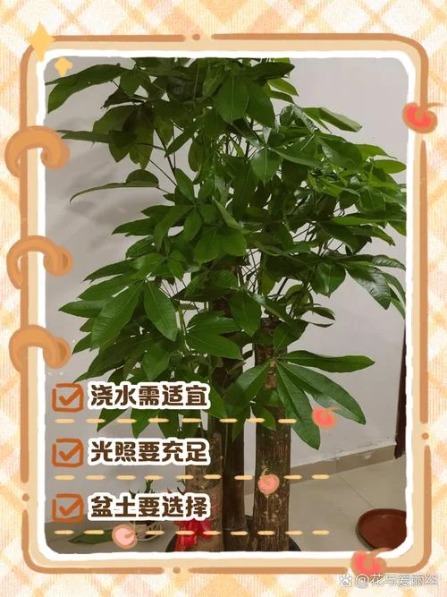招财树养殖方法介绍-招财树养殖技巧