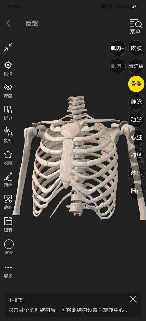 胸前的骨头叫什么名字_1