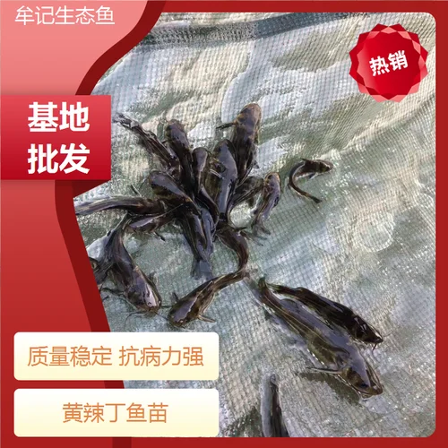 黄辣丁鱼苗多少钱一斤_1