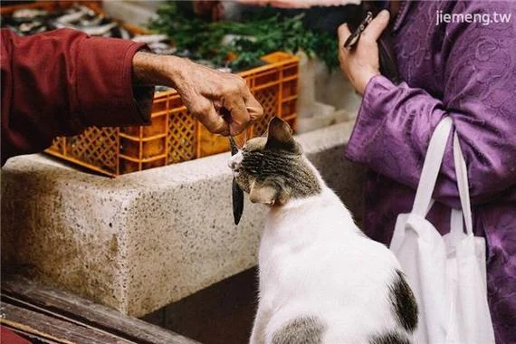 梦见猫叼鱼是什么意思_1