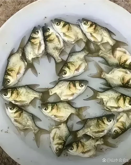 梦到钓了很多鱼_2