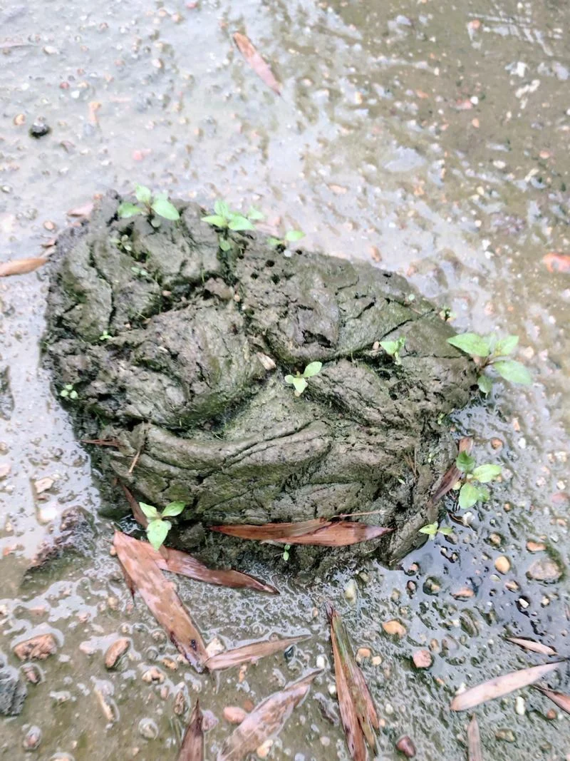 梦见牛粪和水_2