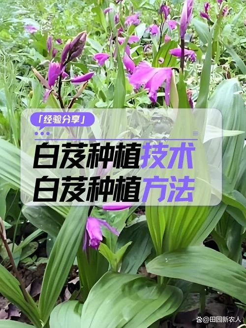 一亩地要种多少白芨苗-一亩地种多少白芨苗
