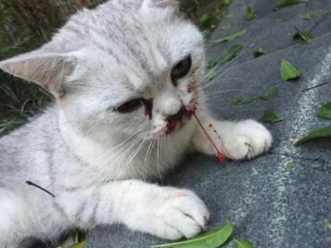 周公解梦梦见踩死猫_2