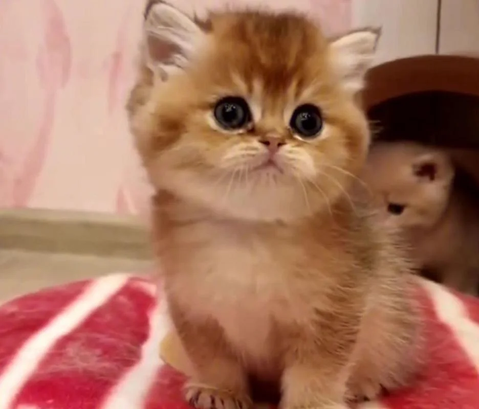 梦见孩子变成猫_1