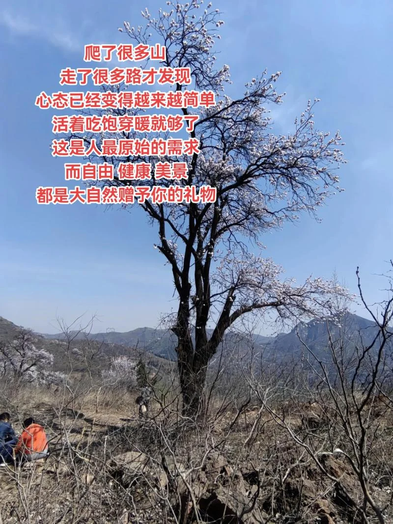 回到大山里的心情说说-重返大山心情记