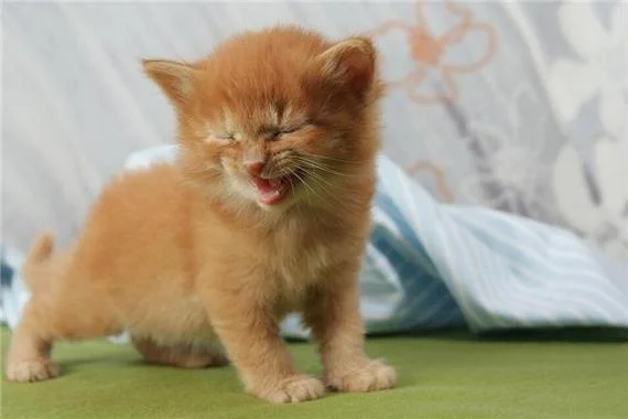 周公解梦梦见猫死掉了_1
