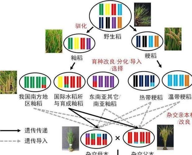 杂交水稻是哪一年研制_2